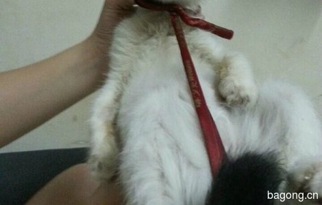 免费赠送三个月大小花猫 听话0