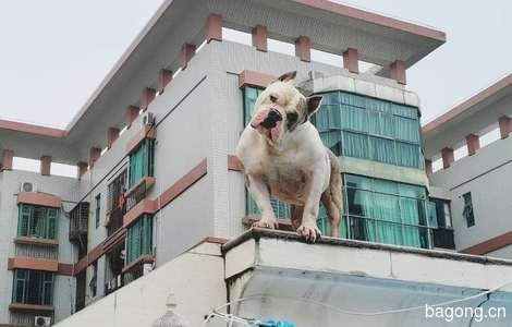 恶霸犬 美国轰炸机后代1