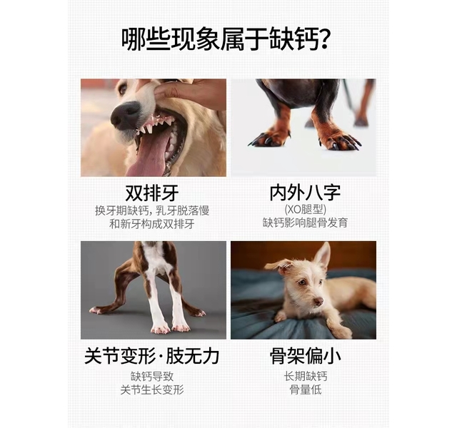 谷登 犬用 高钙片 200片