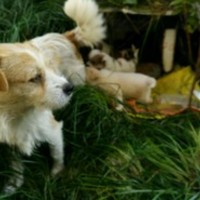 缘来宠物诊所 封面小图