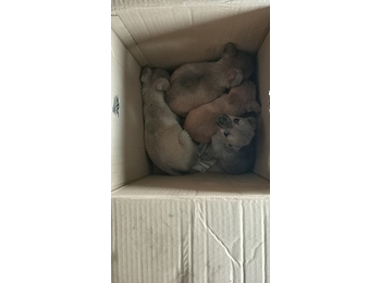 垃圾堆捡到5个小狗  ...
