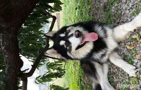 14年5月6日晚上10点一只名叫Seven的公 阿拉斯加犬在北京市朝阳区，豆各庄，万科青青家园走失