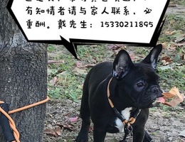 【寻狗启示 】爱犬黑糖于2018年9...