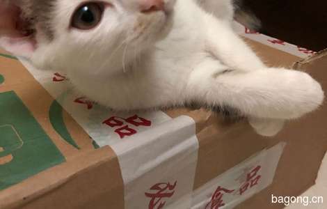 可爱的猫猫找靠谱的主人3