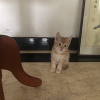 两个月猫咪找领养