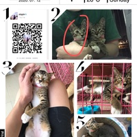 三个月大的小狸花猫，村里母猫生的，求领养