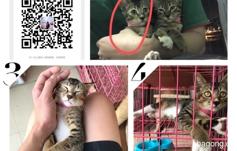 三个月大的小狸花猫，村里母猫生的，求领养0