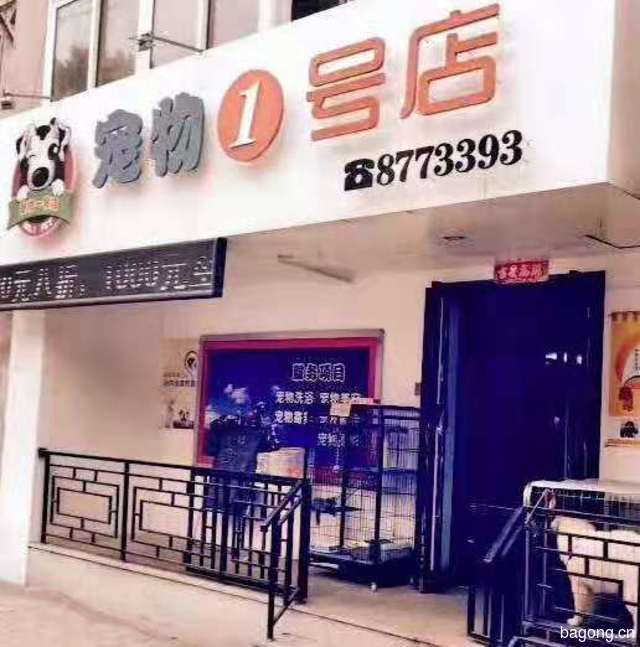 宠物一号店 封面大图