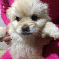 一个半月双胞胎小兄弟找领养