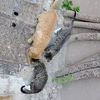 四只小流浪猫找家(如果对成年母狸花和成年公大橘感兴趣也可，大橘声音很甜）