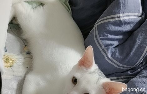 四个月小公猫印星猫白猫无偿领养2