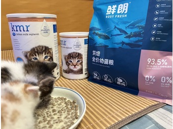 两只狸花弟弟一只彩狸...