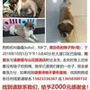 寻狗启示，狗狗名叫儡儡，9岁了...