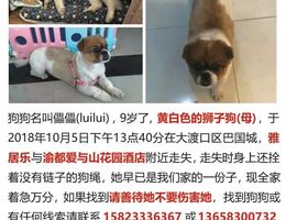 寻狗启示，狗狗名叫儡儡，9岁了...