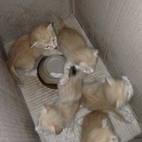 猫妈妈生下五只猫猫就死了，五只小猫身体健康