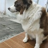 免费领养边境牧羊犬