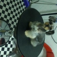 宝贝宠物会所 封面小图