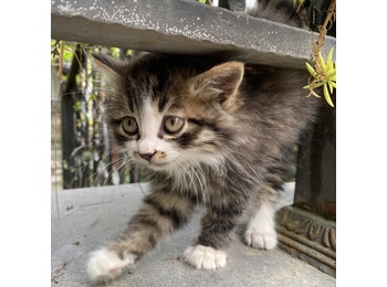 健康的小猫需要家！很...