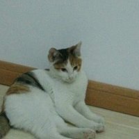 猫咪赠送 两只 一公一母