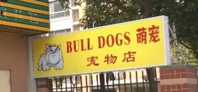 bulldogs萌宠宠物店1
