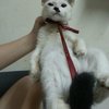 2个月奶牛萌猫找领养