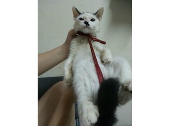 2个月奶牛萌猫找领养