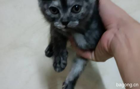 四只断奶小猫咪，会吃猫粮，会适用猫砂盆3