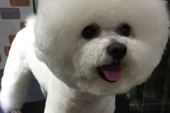爱它宠它2