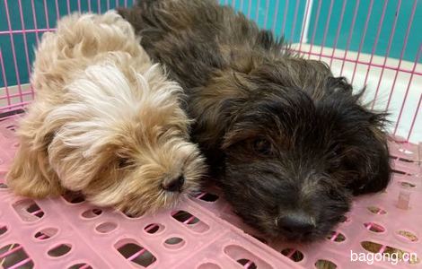 两只小狗被救助求严肃领养 海淀清河 安宁庄西路0