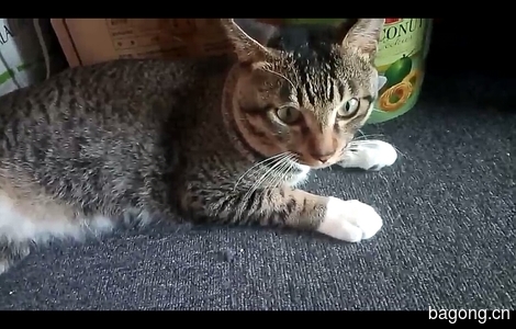 体貌特征:中华狸花猫一岁半成年...