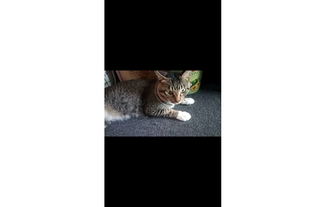 体貌特征:中华狸花猫一岁半成年...