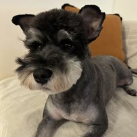 找个爱狗狗的新主人