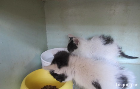黑白小双奶猫求领养9
