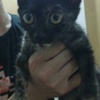 【苏州】两三个月大漂亮的玳瑁猫猫找领养，求个懂...