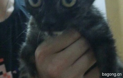 【苏州】两三个月大漂亮的玳瑁猫猫找领养，求个懂...0