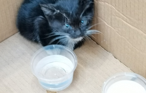 免费领养，小黑猫一只，一个月左右，求有心人带走0