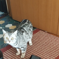 虎斑找个人家
