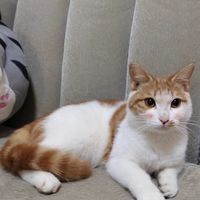 免费领养！可爱小家猫求好人家带走！
