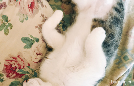 四个月大的猫仔，狸花，男娃女娃各一3