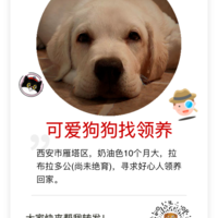 拉布拉多🐶求好心人收养