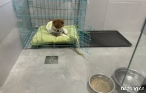 两个月小柴犬求新家1