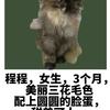 漂亮的小花猫等待领养中