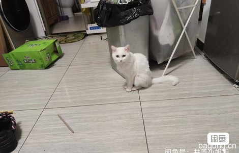 白色成猫送养，不挑食，乖巧听话...