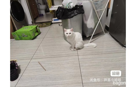 白色成猫送养，不挑食，乖巧听话...