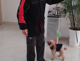 感谢好心人收留我家狗狗，重金酬...