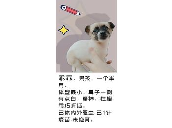 三只小奶狗免费领养