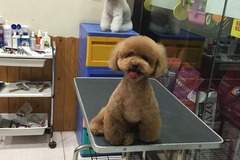 私房小宠宠物服务中心1
