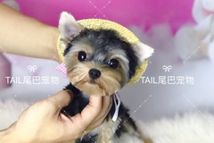 TAIL尾巴宠物