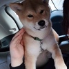 我有一只柴犬（八宝）求抱走