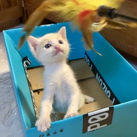 鸳鸯眼小猫咪找厦门本地领养
